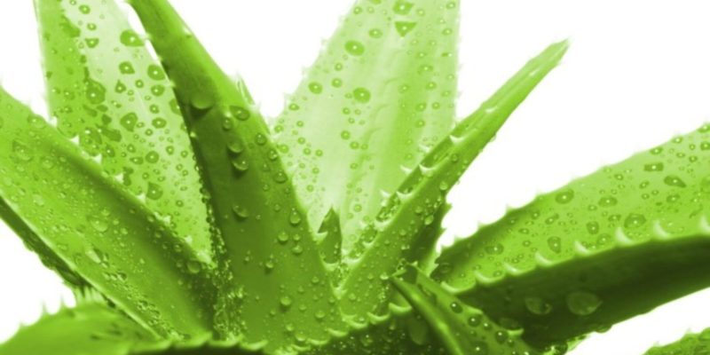 Aloe Vera Benefits